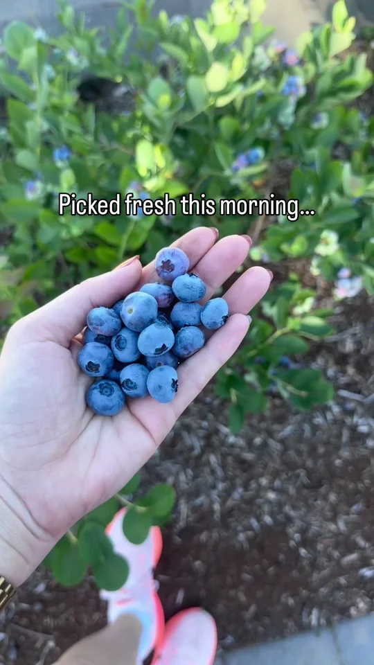 A summer blueberry harvest, shared by Sūco in June 2026.